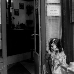 Аналитический обзор игрового автомата The Dog House Megaways